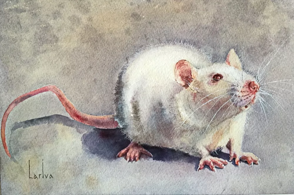 Белая крыса Миранда